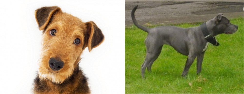 Irish Bull Terrier vs Airedale Terrier - Breed Comparison