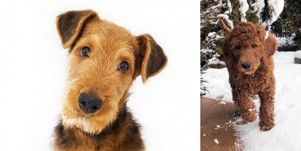 Irish Doodles vs Airedale Terrier - Breed Comparison