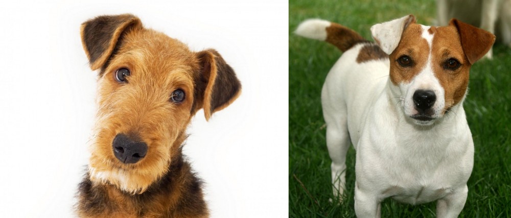 Irish Jack Russell vs Airedale Terrier - Breed Comparison