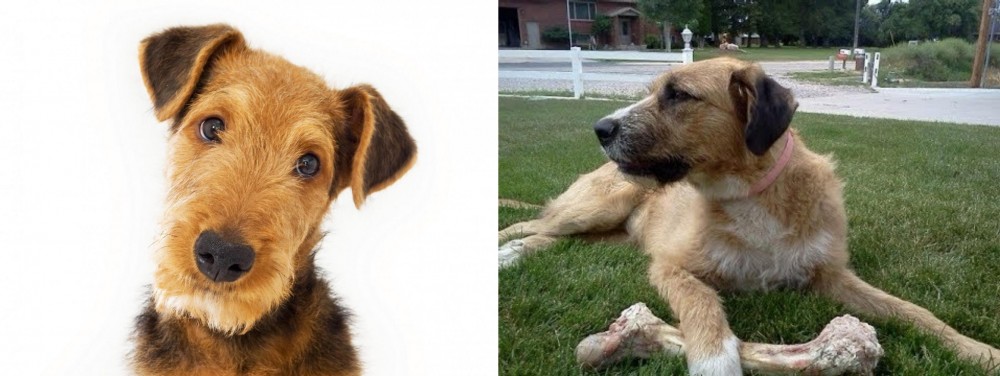 Irish Mastiff Hound vs Airedale Terrier - Breed Comparison