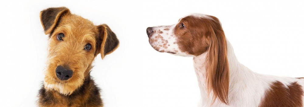 Irish Red and White Setter vs Airedale Terrier - Breed Comparison