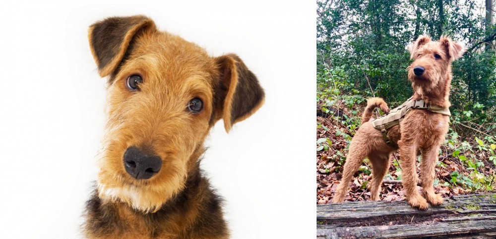 Irish Terrier vs Airedale Terrier - Breed Comparison