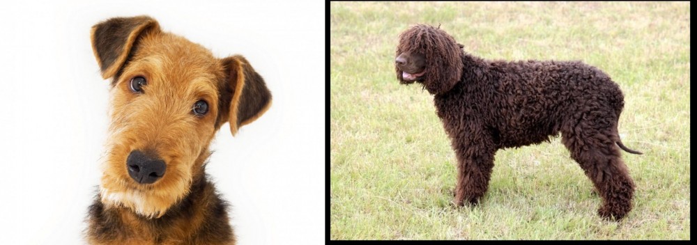 Irish Water Spaniel vs Airedale Terrier - Breed Comparison