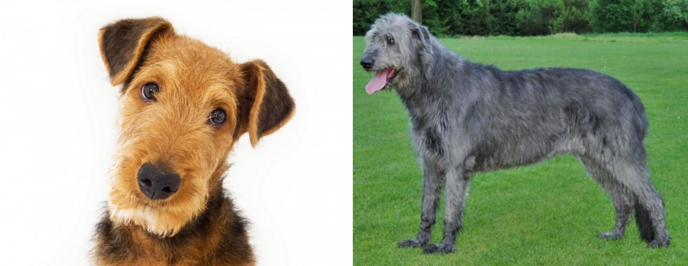 Irish Wolfhound vs Airedale Terrier - Breed Comparison