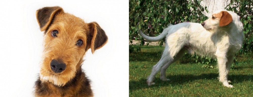 Istarski Ostrodlaki Gonic vs Airedale Terrier - Breed Comparison