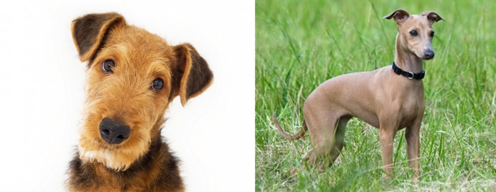 Italian Greyhound vs Airedale Terrier - Breed Comparison