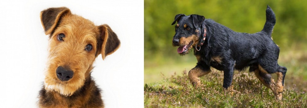 Jagdterrier vs Airedale Terrier - Breed Comparison