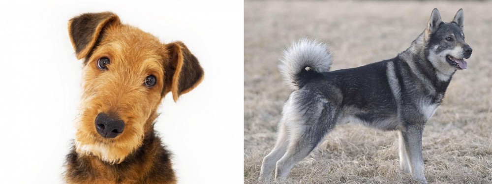 Jamthund vs Airedale Terrier - Breed Comparison