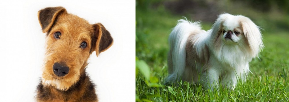 Japanese Chin vs Airedale Terrier - Breed Comparison