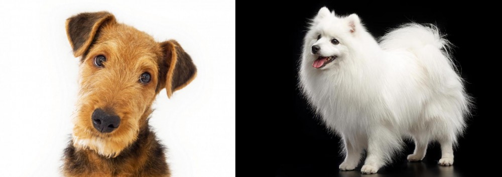 Japanese Spitz vs Airedale Terrier - Breed Comparison