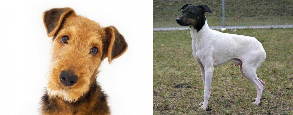 Japanese Terrier vs Airedale Terrier - Breed Comparison