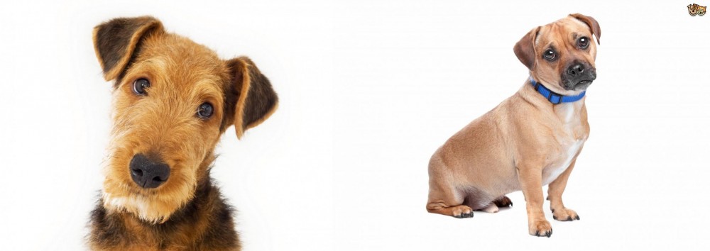 Jug vs Airedale Terrier - Breed Comparison