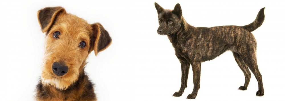 Kai Ken vs Airedale Terrier - Breed Comparison