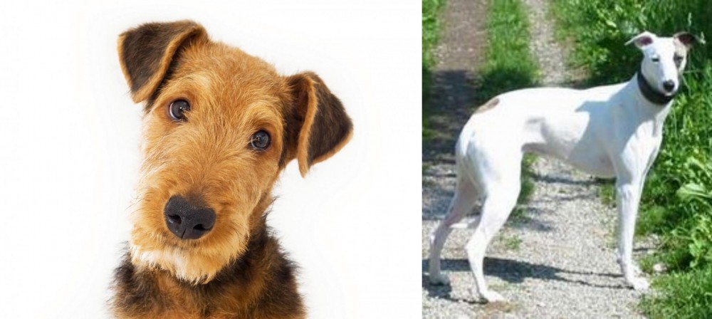 Kaikadi vs Airedale Terrier - Breed Comparison