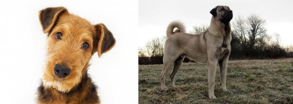 Kangal Dog vs Airedale Terrier - Breed Comparison
