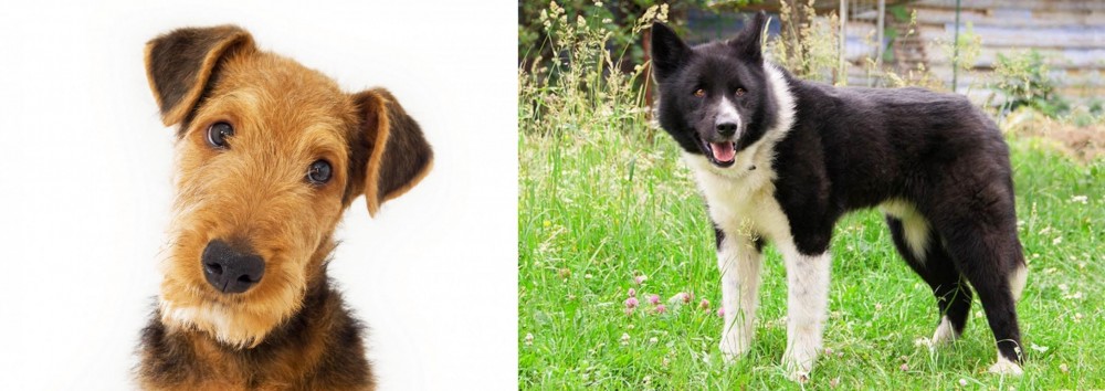 Karelian Bear Dog vs Airedale Terrier - Breed Comparison