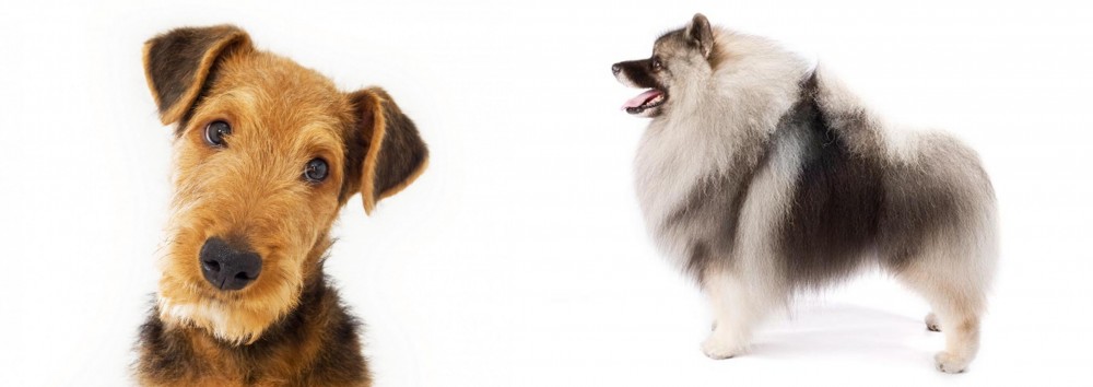 Keeshond vs Airedale Terrier - Breed Comparison