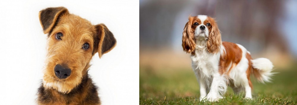 King Charles Spaniel vs Airedale Terrier - Breed Comparison