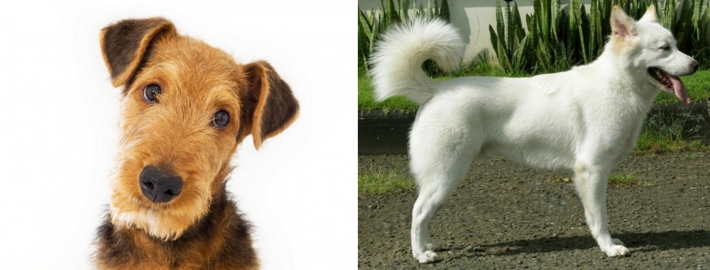 Kintamani vs Airedale Terrier - Breed Comparison