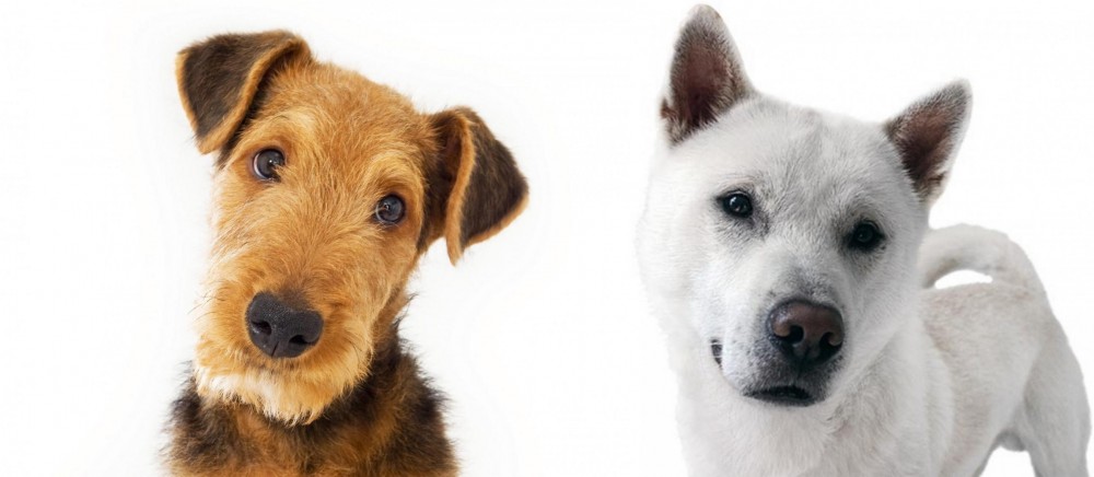 Kishu vs Airedale Terrier - Breed Comparison