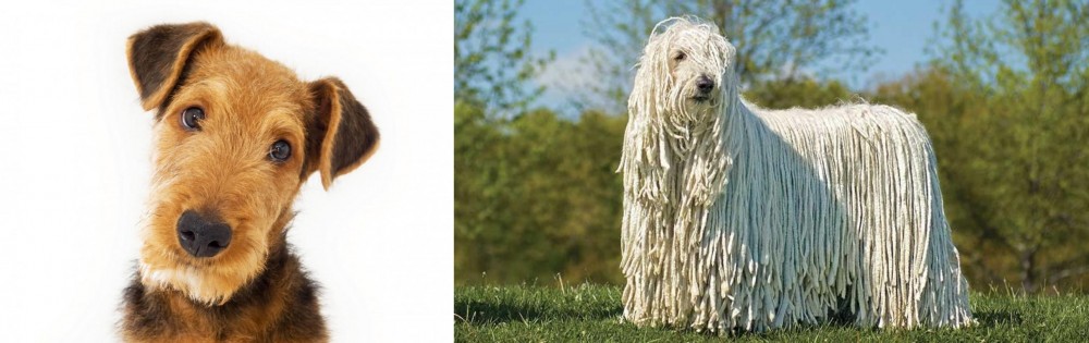 Komondor vs Airedale Terrier - Breed Comparison