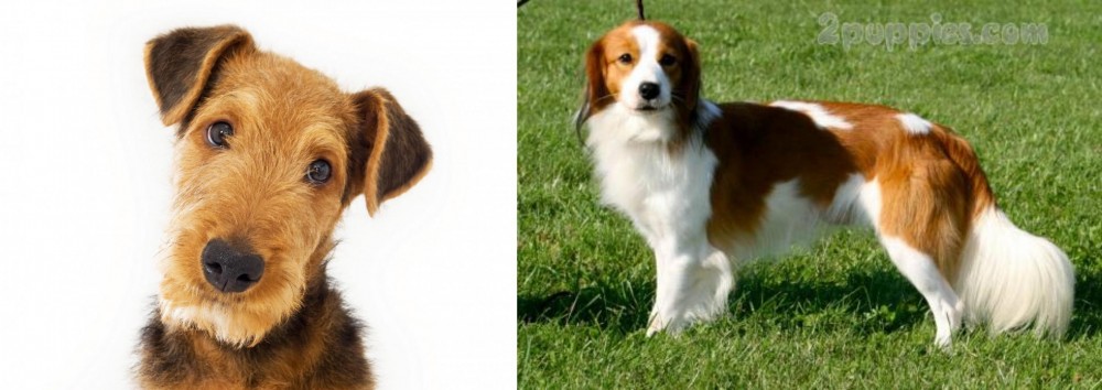Kooikerhondje vs Airedale Terrier - Breed Comparison