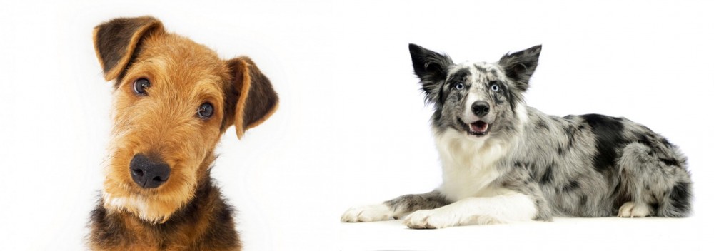 Koolie vs Airedale Terrier - Breed Comparison