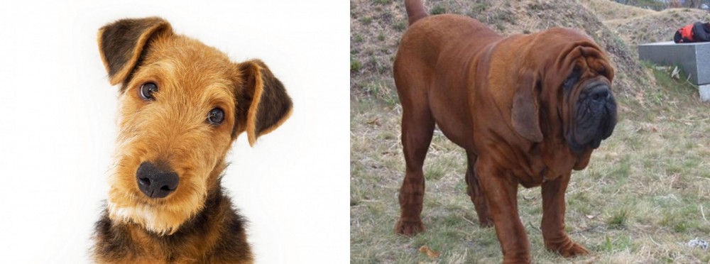 Korean Mastiff vs Airedale Terrier - Breed Comparison