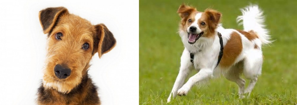 Kromfohrlander vs Airedale Terrier - Breed Comparison