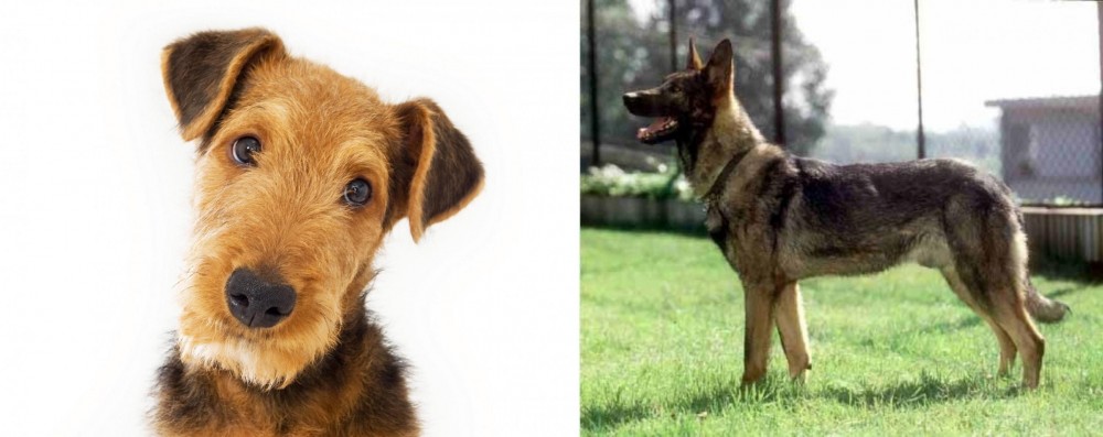 Kunming Dog vs Airedale Terrier - Breed Comparison