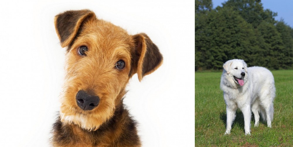 Kuvasz vs Airedale Terrier - Breed Comparison