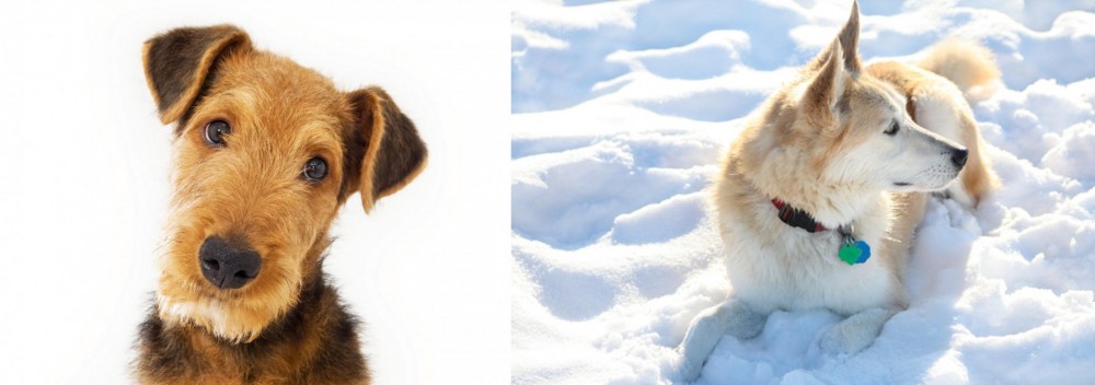 Labrador Husky vs Airedale Terrier - Breed Comparison