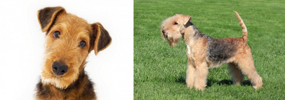 Lakeland Terrier vs Airedale Terrier - Breed Comparison