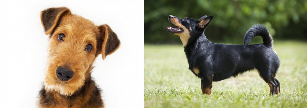 Lancashire Heeler vs Airedale Terrier - Breed Comparison