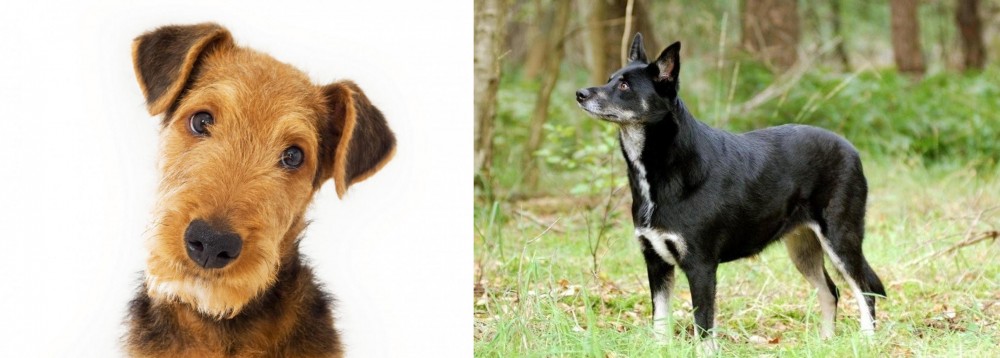 Lapponian Herder vs Airedale Terrier - Breed Comparison