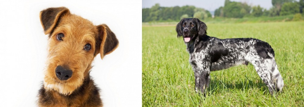 Large Munsterlander vs Airedale Terrier - Breed Comparison