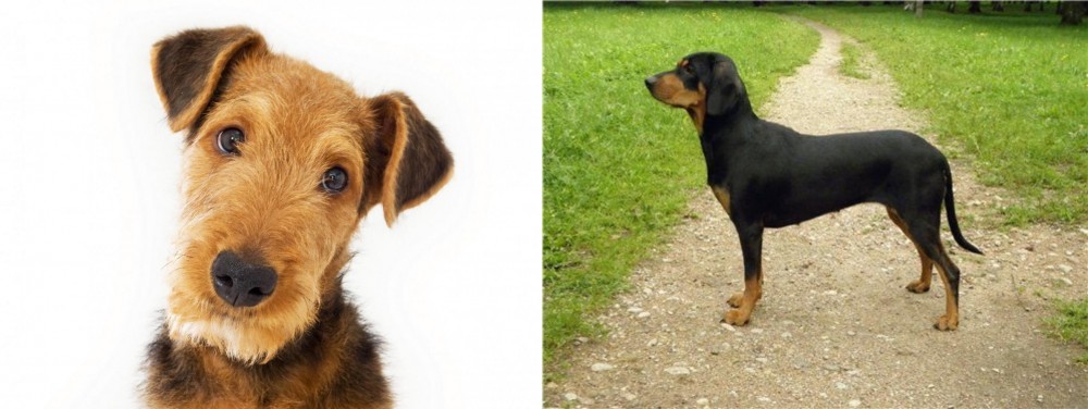 Latvian Hound vs Airedale Terrier - Breed Comparison
