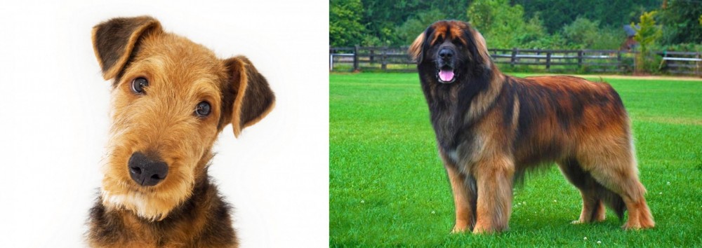 Leonberger vs Airedale Terrier - Breed Comparison