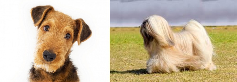 Lhasa Apso vs Airedale Terrier - Breed Comparison