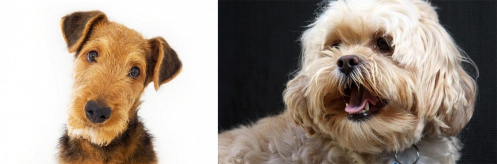 Lhasapoo vs Airedale Terrier - Breed Comparison