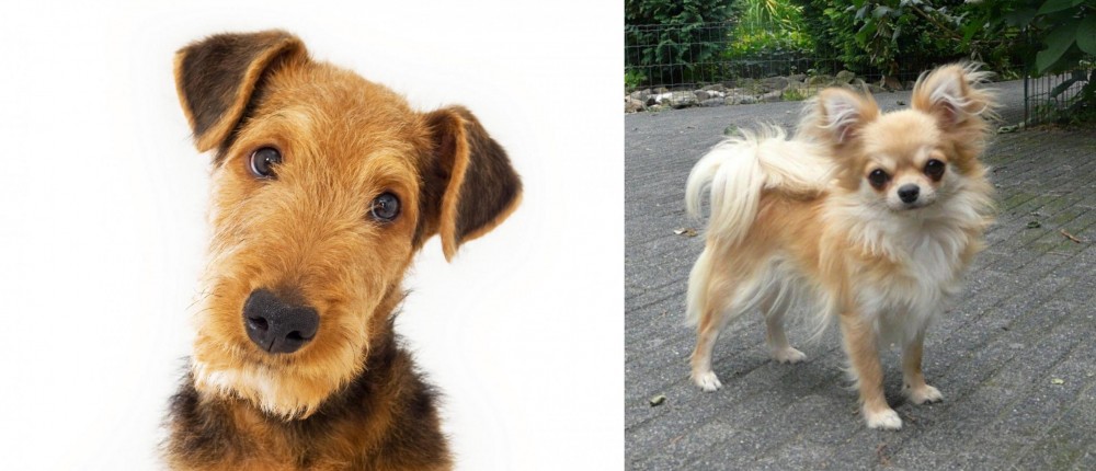 Long Haired Chihuahua vs Airedale Terrier - Breed Comparison