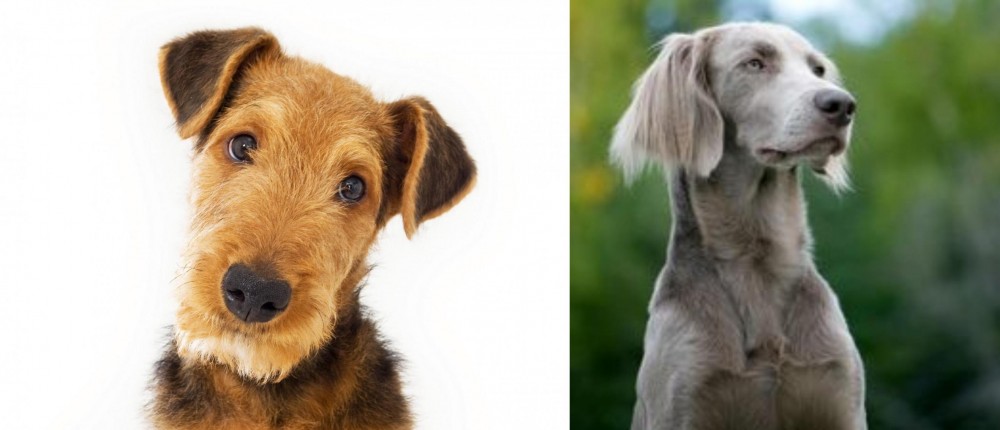 Longhaired Weimaraner vs Airedale Terrier - Breed Comparison