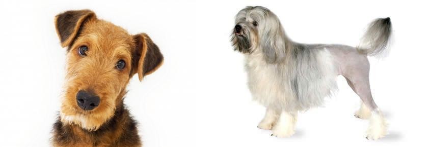 Lowchen vs Airedale Terrier - Breed Comparison
