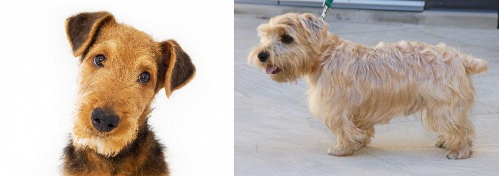 Lucas Terrier vs Airedale Terrier - Breed Comparison