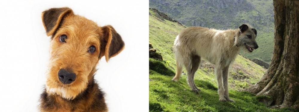 Lurcher vs Airedale Terrier - Breed Comparison