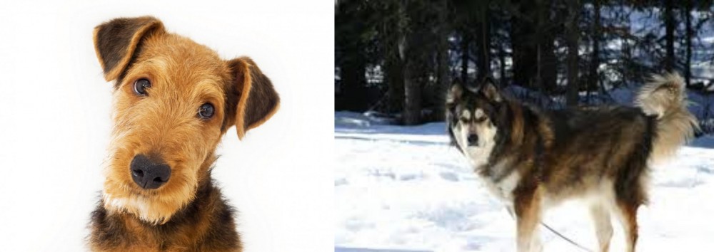 Mackenzie River Husky vs Airedale Terrier - Breed Comparison