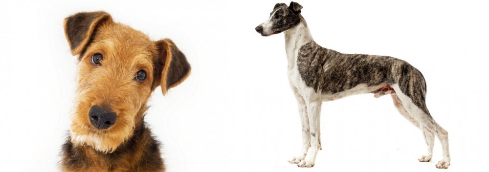 Magyar Agar vs Airedale Terrier - Breed Comparison