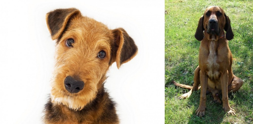 Majestic Tree Hound vs Airedale Terrier - Breed Comparison
