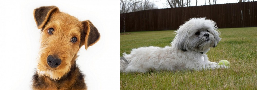 Mal-Shi vs Airedale Terrier - Breed Comparison