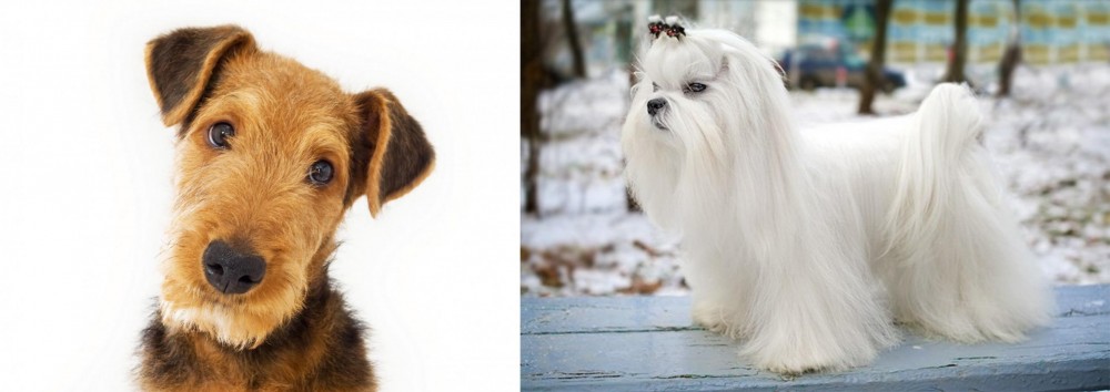 Maltese vs Airedale Terrier - Breed Comparison